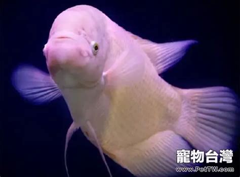 財魚|絲足鱸 